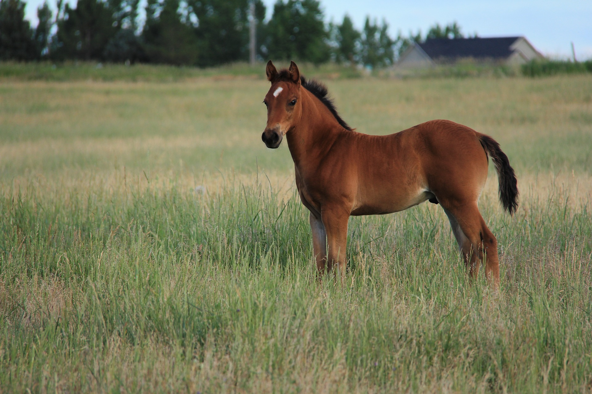 Colt