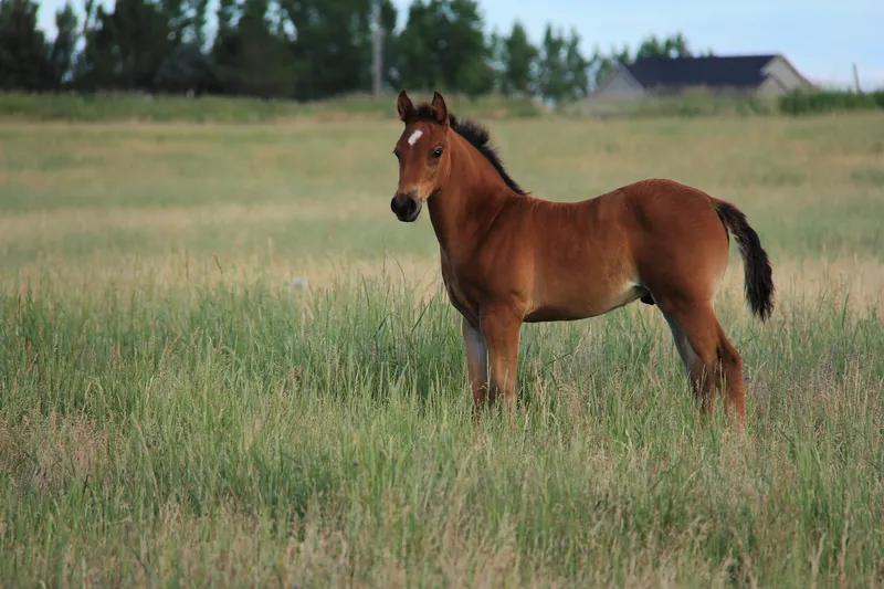 Colt